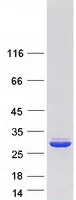 C16orf13 (METTL26) (NM_032366) Human Recombinant Protein - image 1