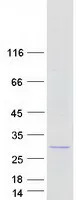 BCAS4 (NM_198799) Human Recombinant Protein - image 1