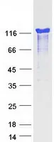 HRP2 (HDGFRP2) (NM_032631) Human Recombinant Protein - image 1