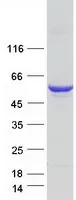 SEPTIN6 (NM_145800) Human Recombinant Protein - image 1
