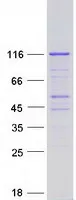 PACS2 (NM_001100913) Human Recombinant Protein - image 1