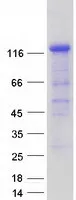 JIP2 (MAPK8IP2) (NM_016431) Human Recombinant Protein - image 1