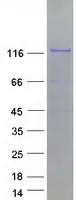 ZNF777 (NM_015694) Human Recombinant Protein - image 1