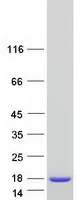 DYNLRB2 (NM_130897) Human Recombinant Protein - image 1