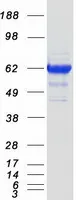 Natriuretic Peptide Receptor C (NPR3) (NM_000908) Human Recombinant Protein - image 1