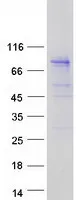 HPS1 (NM_000195) Human Recombinant Protein - image 1