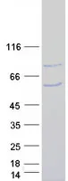 SMURF1 (NM_181349) Human Recombinant Protein - image 1