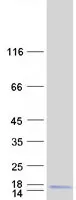 CDC42SE1 (NM_020239) Human Recombinant Protein - image 1