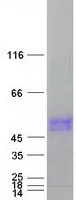 SLC30A10 (NM_018713) Human Recombinant Protein - image 1