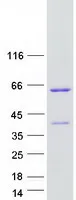 ANKS4B (NM_145865) Human Recombinant Protein - image 1