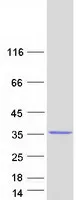 PSMA4 (NM_001102667) Human Recombinant Protein - image 1