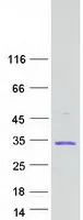 Integrin beta 4 binding protein (EIF6) (NM_181468) Human Recombinant Protein - image 1