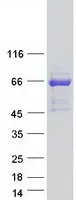 MAP3K19 (NM_001018046) Human Recombinant Protein - image 1