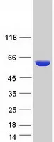 Liver Carboxylesterase 1 (CES1) (NM_001025195) Human Recombinant Protein - image 1