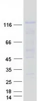 NRP2 (NM_201266) Human Recombinant Protein - image 1
