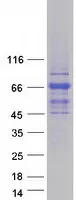 TBC1D10A (NM_031937) Human Recombinant Protein - image 1