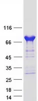 PDE4C (NM_001098819) Human Recombinant Protein - image 1