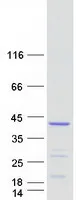CNN2 (NM_004368) Human Recombinant Protein - image 1