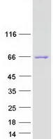 CPNE5 (NM_020939) Human Recombinant Protein - image 1