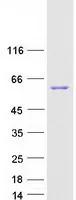 SMYD1 (NM_198274) Human Recombinant Protein - image 1