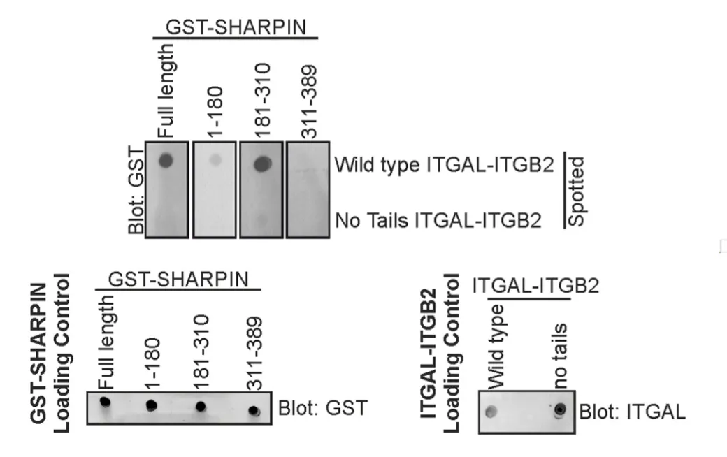 CD11a (ITGAL) (NM_002209) Human Recombinant Protein - image 1