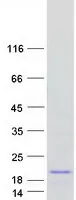 ATP6V1G3 (NM_133262) Human Recombinant Protein - image 1