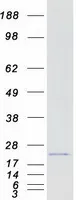 VOPP1 (NM_030796) Human Recombinant Protein - image 1
