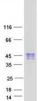 CLEC17A (NM_207390) Human Recombinant Protein - image 1