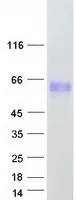 DOK3 (NM_024872) Human Recombinant Protein - image 1