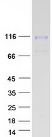 MCK10 (DDR1) (NM_013993) Human Recombinant Protein - image 1