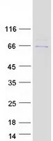 GPBP1 (NM_022913) Human Recombinant Protein - image 1