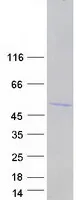 HNRNPD (NM_031369) Human Recombinant Protein - image 1