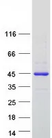 UBE2V1 (TMEM189-UBE2V1) (NM_199203) Human Recombinant Protein - image 1