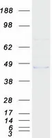 MMAA (NM_172250) Human Recombinant Protein - image 1