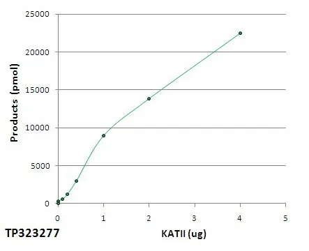 Aminoadipate aminotransferase (AADAT) (NM_016228) Human Recombinant Protein - image 1
