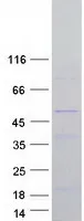 NOXO1 (NM_172168) Human Recombinant Protein - image 1