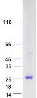 Cyclophilin F (PPIF) (NM_005729) Human Recombinant Protein - image 1