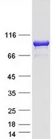 LRSAM1 (NM_001005374) Human Recombinant Protein - image 1