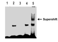 RUNX1 (NM_001001890) Human Recombinant Protein - image 1