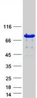 PADI2 (NM_007365) Human Recombinant Protein - image 1