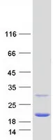 Peroxiredoxin 5 (PRDX5) (NM_181651) Human Recombinant Protein - image 1