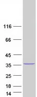 Methyltransferase like 6 (METTL6) (NM_152396) Human Recombinant Protein - image 1