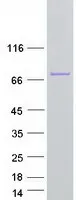Exosome Component 9 (EXOSC9) (NM_001034194) Human Recombinant Protein - image 1