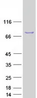 ENOX2 (NM_006375) Human Recombinant Protein - image 1