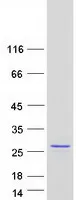 LYG2 (NM_175735) Human Recombinant Protein - image 1