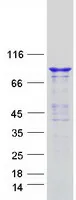 Dynamin 3 (DNM3) (NM_015569) Human Recombinant Protein - image 1