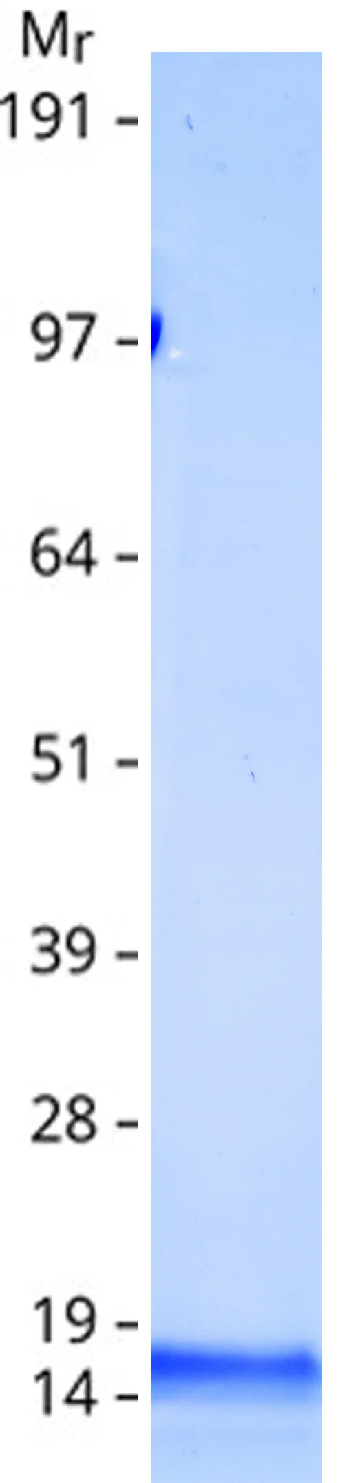 Adropin (ENHO) (NM_198573) Human Recombinant Protein - image 1