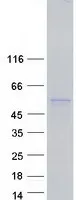 PDE9A (NM_001001574) Human Recombinant Protein - image 1