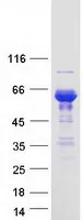 Syntrophin (SNTB1) (NM_021021) Human Recombinant Protein - image 1