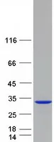 C21ORF56 (SPATC1L) (NM_032261) Human Recombinant Protein - image 1